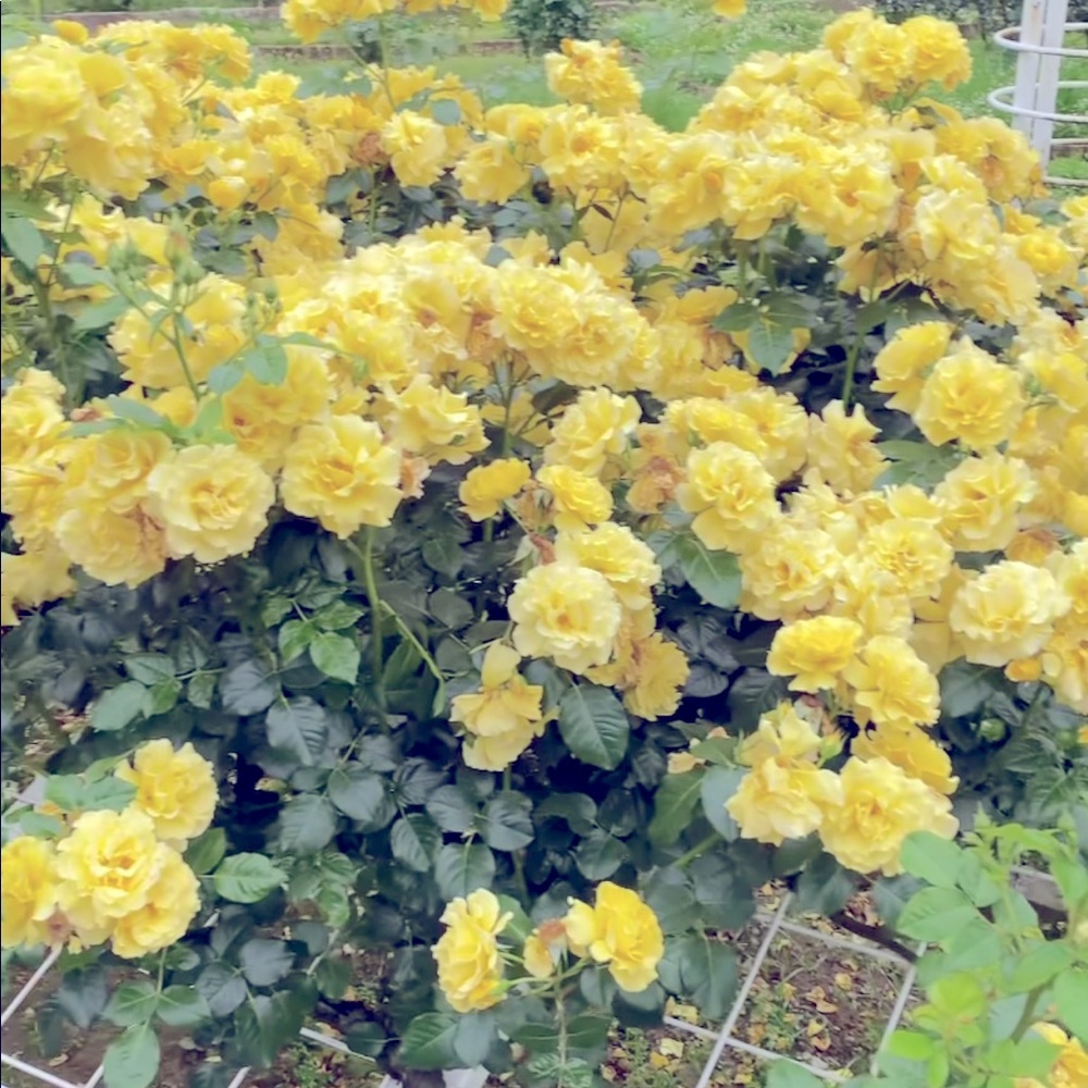 Meet your Posher 💛💛